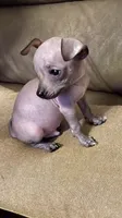 No name , a male Chihuahua for sale in Corona, CA – 2 of 3