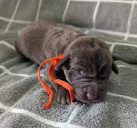 Orange , a male Labrador Retriever for sale in Clarklake, MI – Photo 1 of 2