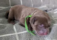 Green , a male Labrador Retriever for sale in Clarklake, MI – Photo 1 of 3