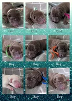 Green , a male Labrador Retriever for sale in Clarklake, MI – Photo 2 of 3