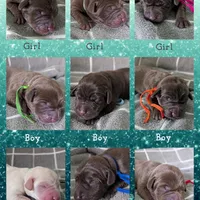 Yellow , a female Labrador Retriever for sale in Clarklake, MI – Photo 2 of 3