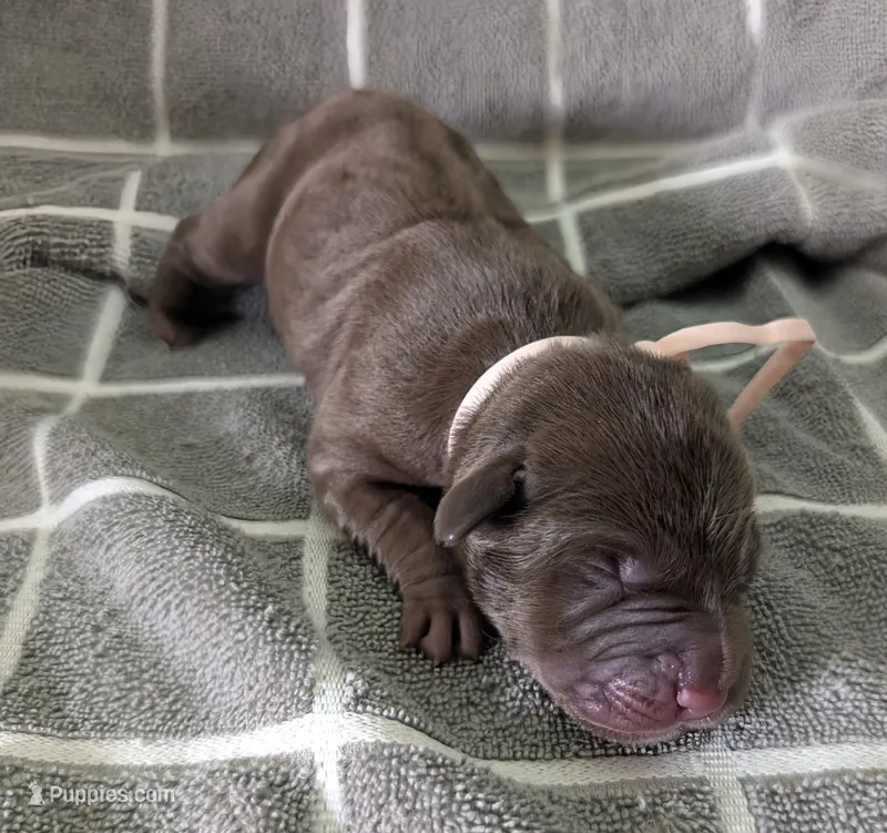 Yellow (was light pink)