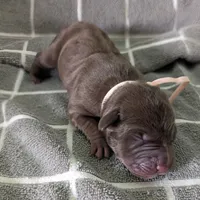 Yellow , a female Labrador Retriever for sale in Clarklake, MI – Photo 1 of 3