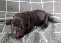 Light Blue, a male Labrador Retriever for sale in Clarklake, MI – Photo 1 of 3