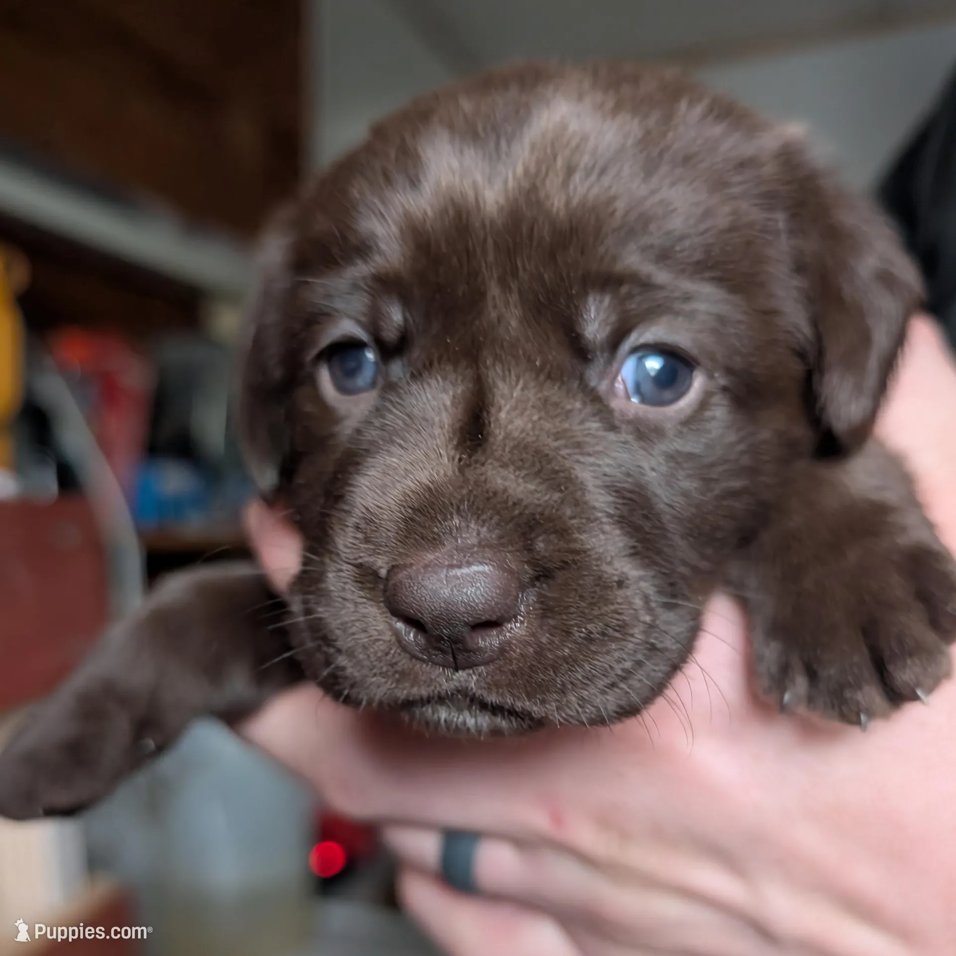 Pink – Labrador Retriever puppy for sale in Clarklake, MI