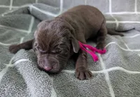 Pink, a female Labrador Retriever for sale in Clarklake, MI – Photo 1 of 2