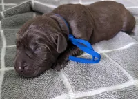 Blue, a male Labrador Retriever for sale in Clarklake, MI – Photo 1 of 3