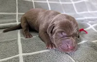 Red, a male Labrador Retriever for sale in Clarklake, MI – Photo 1 of 3