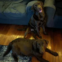 Bella (6 puppies still available!), a female Labrador Retriever for sale in Clarklake, MI – Photo 6 of 6