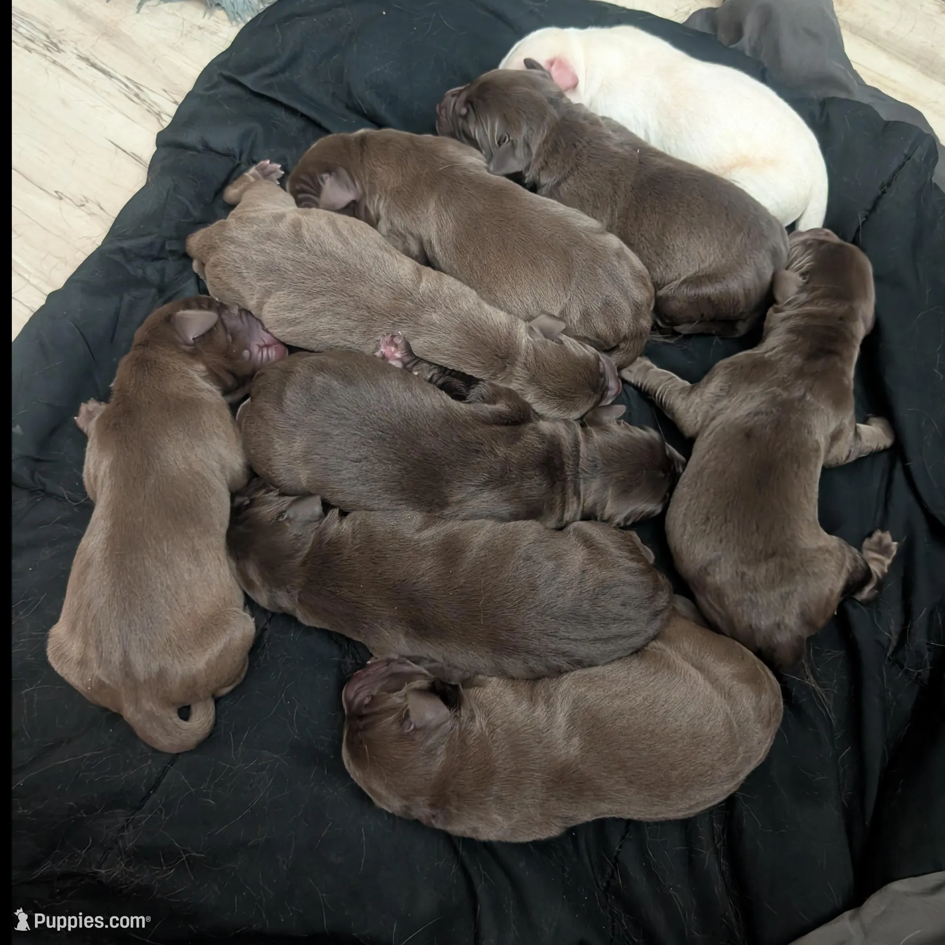 Bella (9 puppies available!), a female Labrador Retriever for sale in Clarklake, MI – Photo 3 of 3