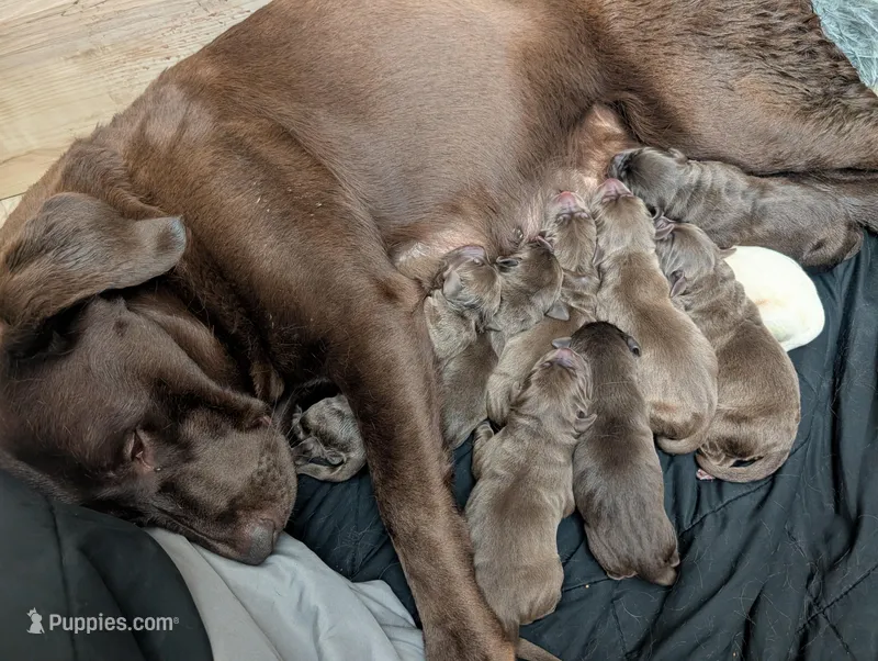 Bella (9 puppies available!)