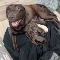 Bella (6 puppies still available!), a female Labrador Retriever for sale in Clarklake, MI – Photo 4 of 6