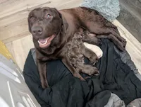 Bella (9 puppies available!), a female Labrador Retriever for sale in Clarklake, MI – Photo 2 of 3