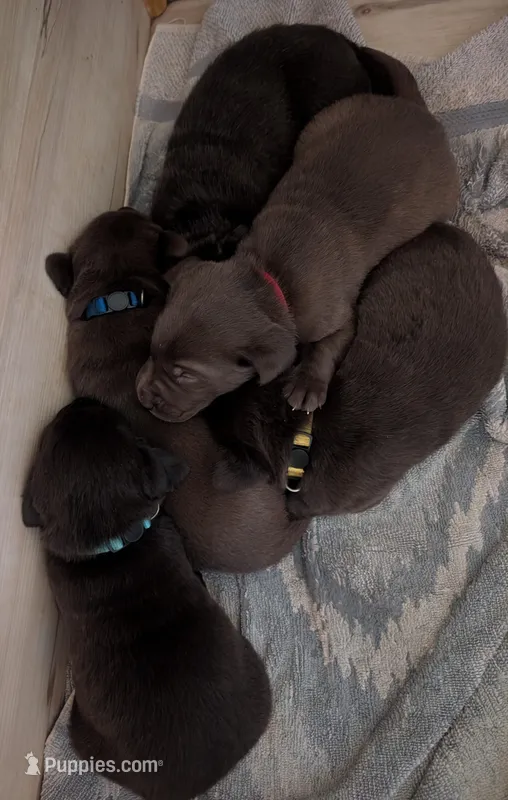 Bella (6 puppies still available!)