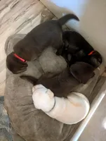 Bella (6 puppies still available!), a female Labrador Retriever for sale in Clarklake, MI – Photo 2 of 6