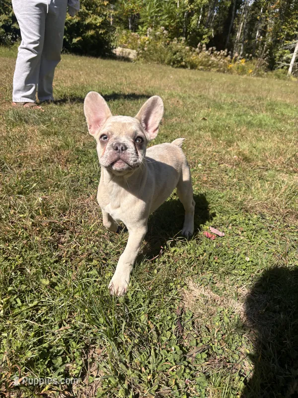 Zeus – French Bulldog puppy for sale in Redford, MI