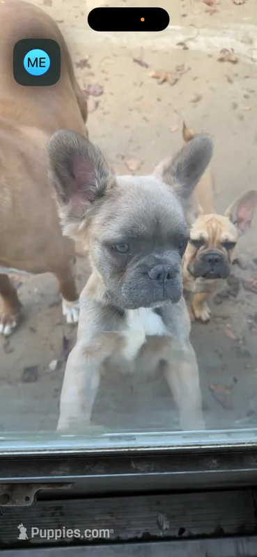 Biggie – French Bulldog puppy for sale in Redford, MI