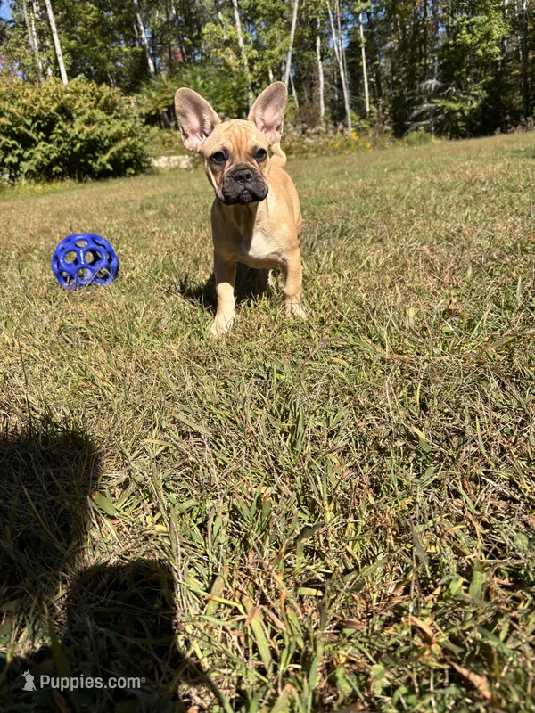 Anna – French Bulldog puppy for sale in Redford, MI