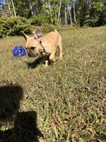 Anna, a female French Bulldog for sale in Redford, MI – 2 of 4