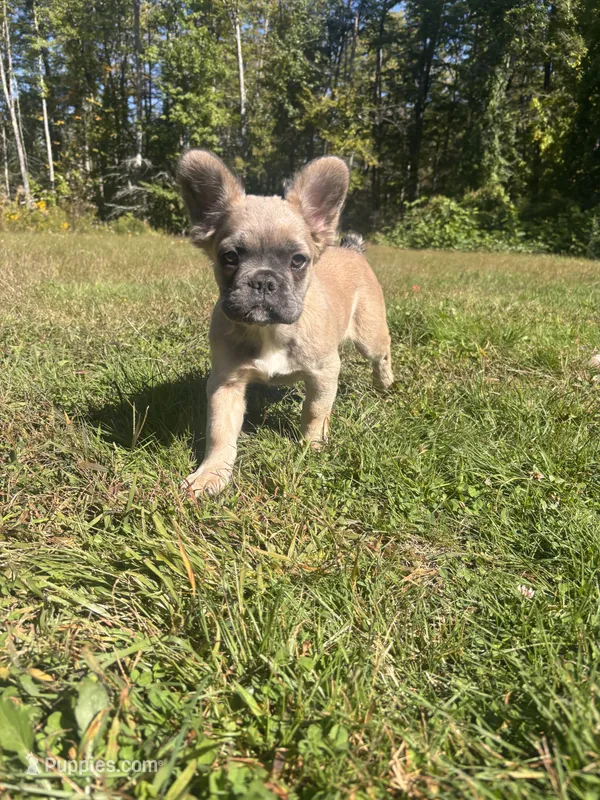 Biggie – French Bulldog puppy for sale in Redford, MI