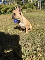 Anna, a female French Bulldog for sale in Redford, MI – 4 of 4