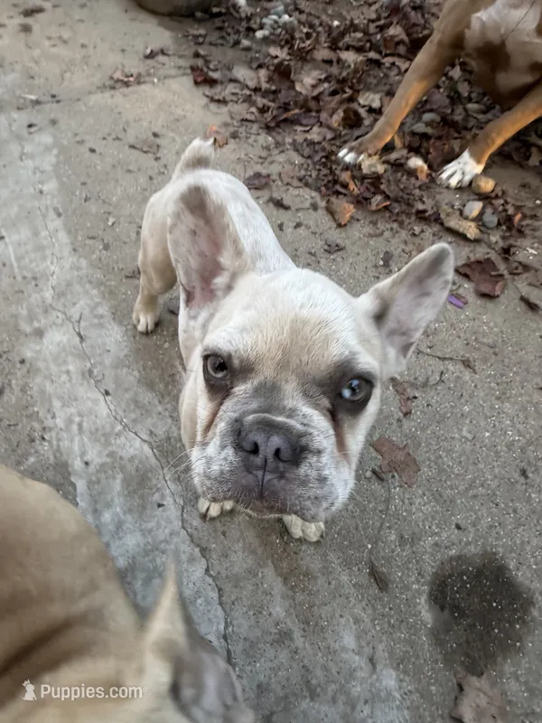 Zeus – French Bulldog puppy for sale in Redford, MI