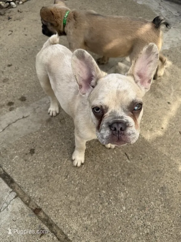 Zeus – French Bulldog puppy for sale in Redford, MI