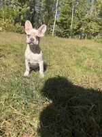 Zeus, a male French Bulldog for sale in Redford, MI – 2 of 4