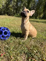Anna, a female French Bulldog for sale in Redford, MI – 3 of 4