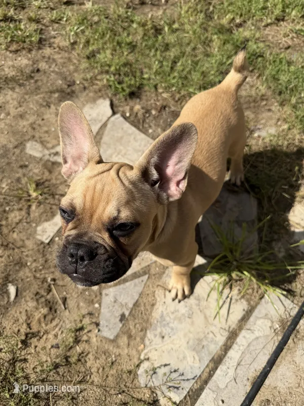 Anna – French Bulldog puppy for sale in Redford, MI
