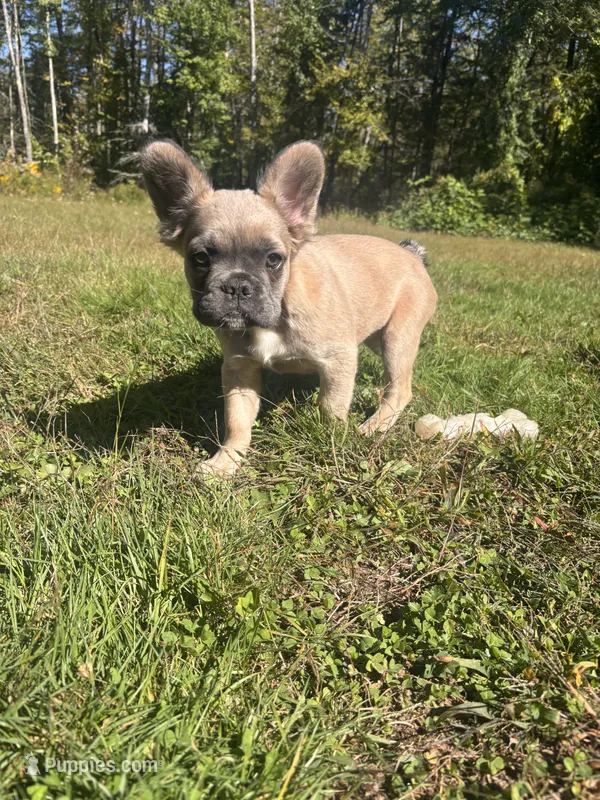 Biggie – French Bulldog puppy for sale in Redford, MI