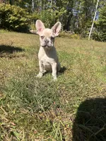 Zeus, a male French Bulldog for sale in Redford, MI – 4 of 4