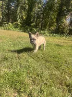 Biggie, a male French Bulldog for sale in Redford, MI – 3 of 3