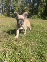 Biggie, a male French Bulldog for sale in Redford, MI – 2 of 3
