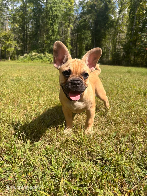 Anna – French Bulldog puppy for sale in Redford, MI