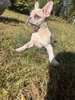 Zeus, a male French Bulldog for sale in Redford, MI – 3 of 4