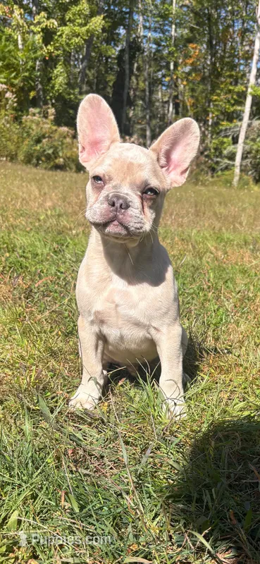 Zeus – French Bulldog puppy for sale in Redford, MI