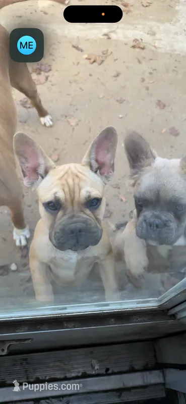 Anna – French Bulldog puppy for sale in Redford, MI