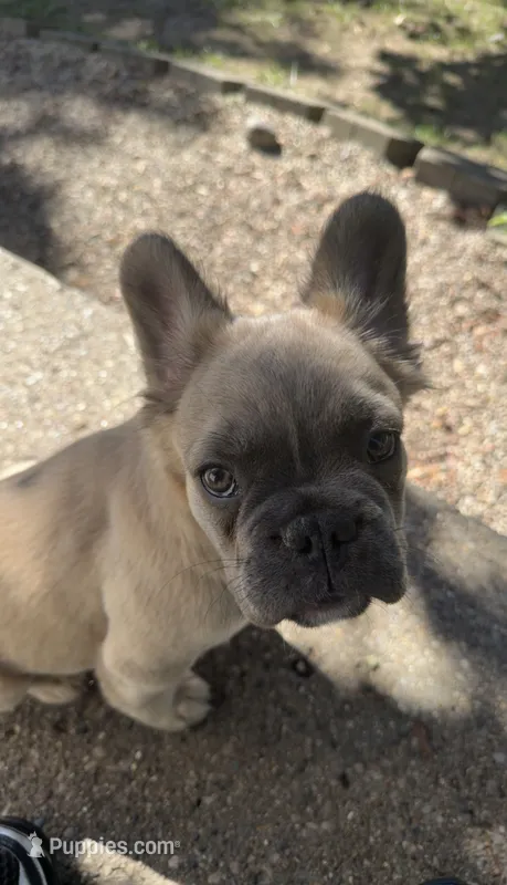 Biggie – French Bulldog puppy for sale in Redford, MI