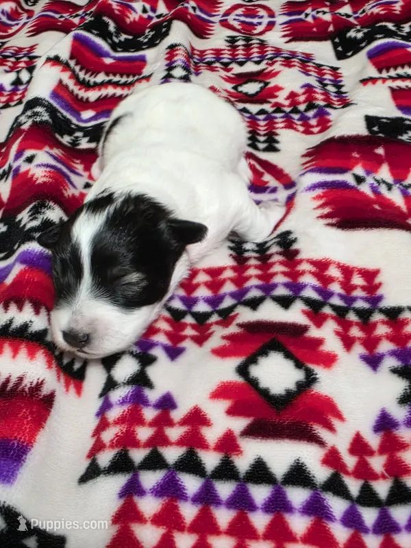 Girl  – Miniature Schnauzer puppy for sale in Buffalo Center, IA