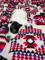 Girl , a female Miniature Schnauzer for sale in Buffalo Center, IA – 1 of 2