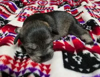 Girl, a female Miniature Schnauzer for sale in Buffalo Center, IA – 2 of 2