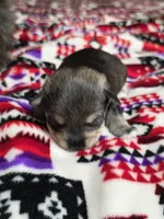Boy, a male Miniature Schnauzer for sale in Buffalo Center, IA – 2 of 2
