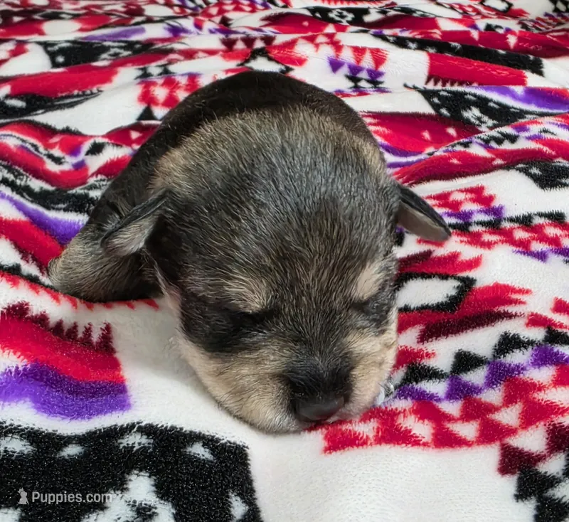 Boy – Miniature Schnauzer puppy for sale in Buffalo Center, IA