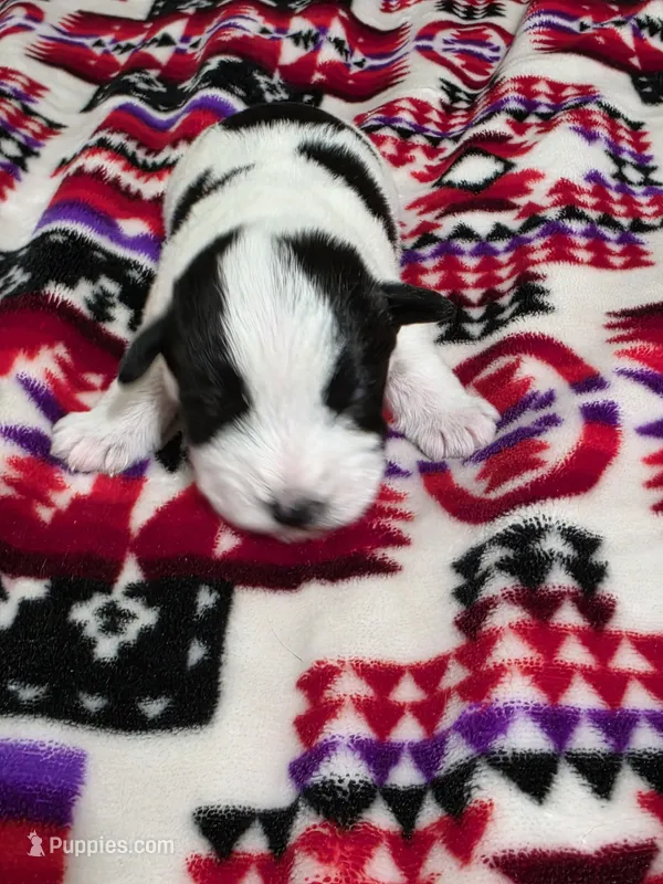 Boy – Miniature Schnauzer puppy for sale in Buffalo Center, IA