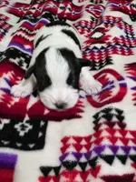 Boy, a male Miniature Schnauzer for sale in Buffalo Center, IA – 1 of 2