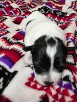 Girl , a female Miniature Schnauzer for sale in Buffalo Center, IA – 2 of 2