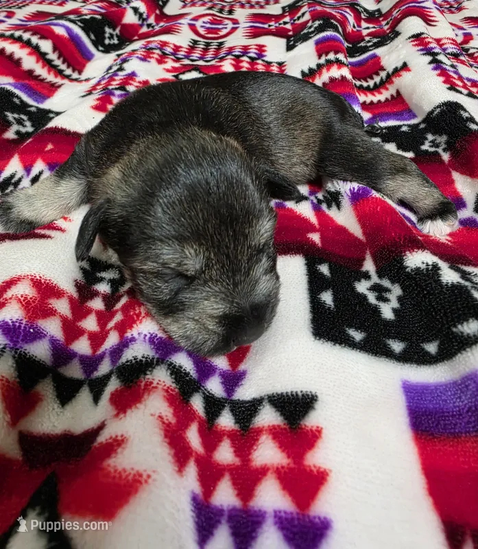 Girl – Miniature Schnauzer puppy for sale in Buffalo Center, IA
