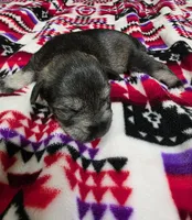 Girl, a female Miniature Schnauzer for sale in Buffalo Center, IA – 1 of 2
