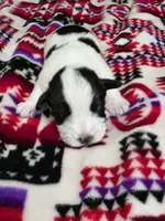 Boy, a male Miniature Schnauzer for sale in Buffalo Center, IA – 2 of 2